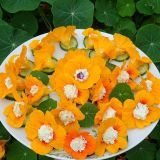 flori-da-caltunas-160x160