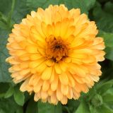 calendula-comestibila-160x160