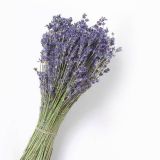 lavanda-comestibila-160x160