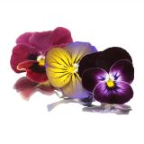 panseluta-comestibila-160x160